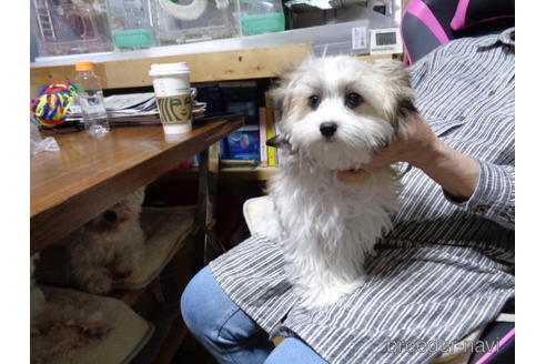 成約済の栃木県のミックス犬-178215の2枚目