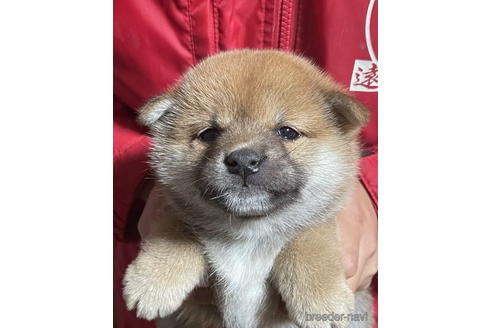 成約済の千葉県の柴犬-178225の1枚目