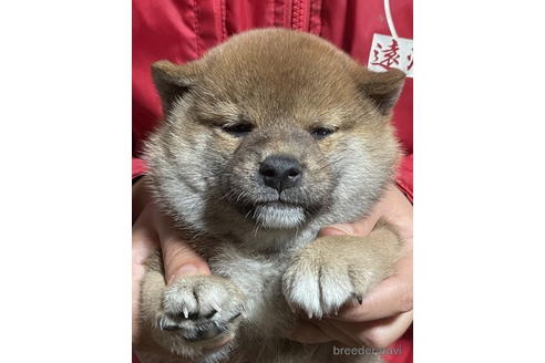 成約済の千葉県の柴犬-178226の1枚目