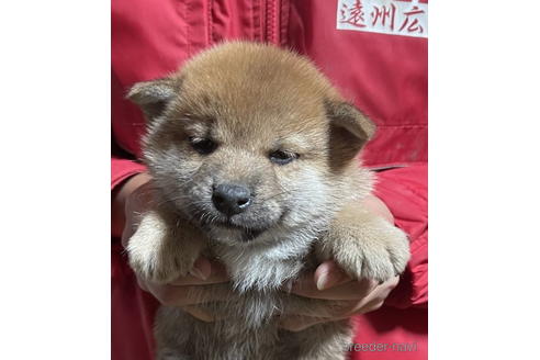 成約済の千葉県の柴犬-178227の1枚目