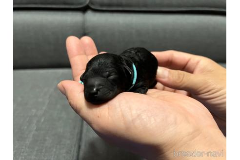 成約済の茨城県のタイニープードル-178235の6枚目