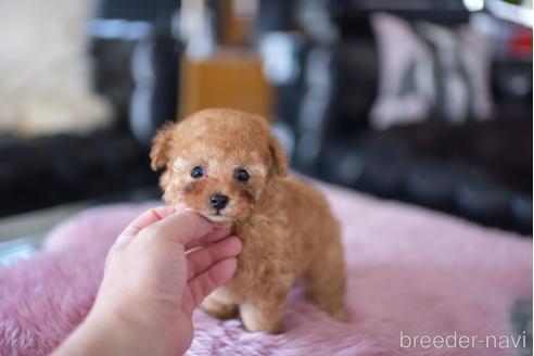 成約済の茨城県のティーカッププードル-178244の1枚目