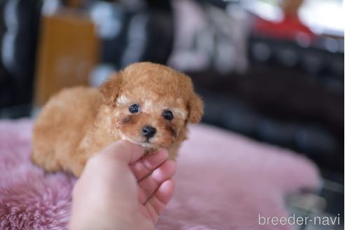 成約済の茨城県のティーカッププードル-178244の6枚目