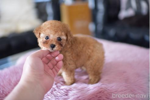 成約済の茨城県のティーカッププードル-178244の5枚目