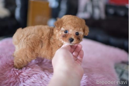 成約済の茨城県のティーカッププードル-178244の4枚目