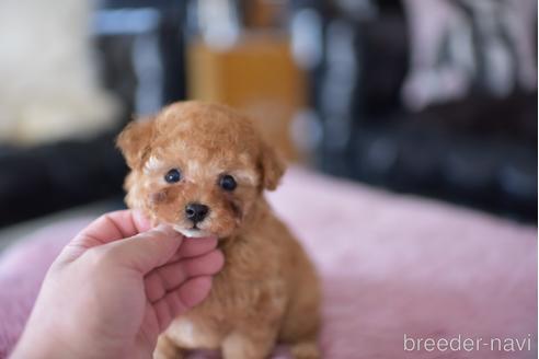 成約済の茨城県のティーカッププードル-178244の3枚目