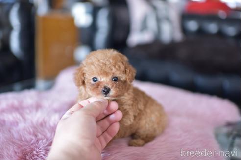 成約済の茨城県のティーカッププードル-178249の1枚目