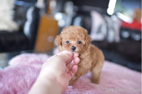 成約済の茨城県のティーカッププードル-178249の6枚目