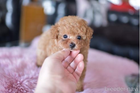 成約済の茨城県のティーカッププードル-178249の5枚目