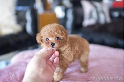 成約済の茨城県のティーカッププードル-178249の4枚目
