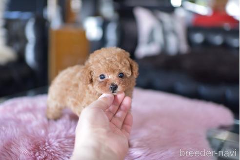 成約済の茨城県のティーカッププードル-178249の2枚目