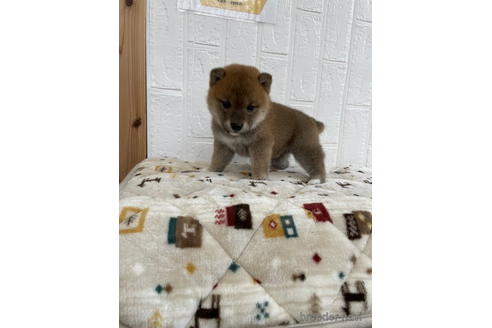 成約済の徳島県の柴犬-178245の4枚目