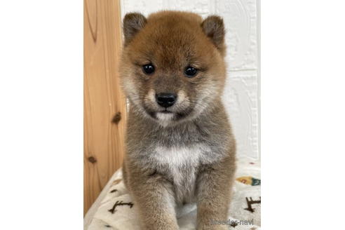 成約済の徳島県の柴犬-178245の3枚目