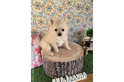 成約済の北海道のミックス犬-173819の2枚目
