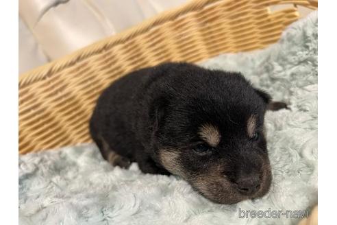 成約済の長崎県の柴犬-178262の2枚目