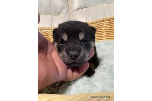 子犬