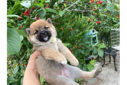 成約済の福岡県の豆柴-178272の11枚目