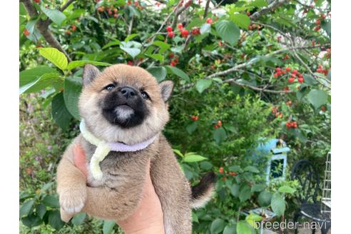 成約済の福岡県の豆柴-178272の1枚目