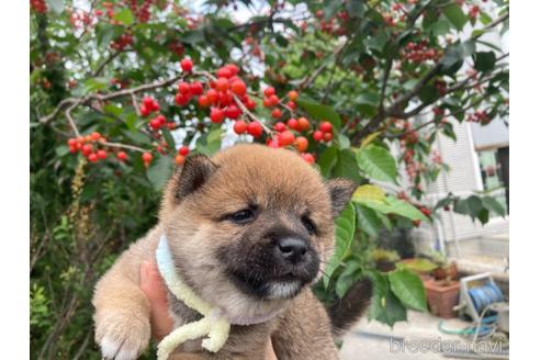 成約済の福岡県の豆柴-178272の3枚目