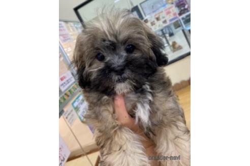 成約済の北海道のミックス犬-173673の6枚目