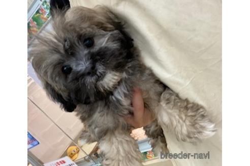 成約済の北海道のミックス犬-173673の5枚目