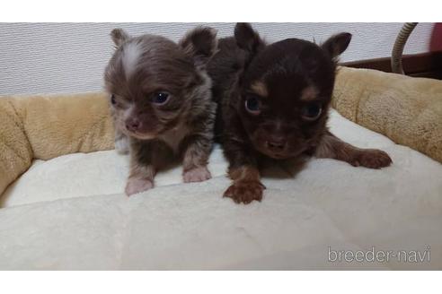 成約済の山梨県のチワワ(ロングコート)-175006の1枚目