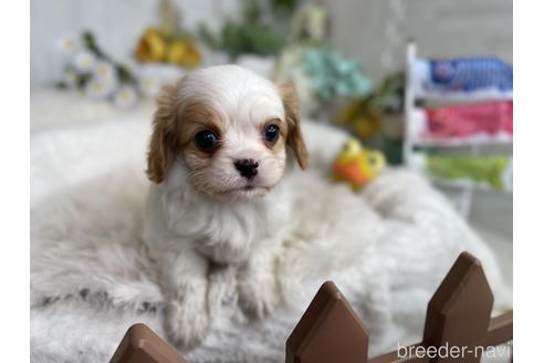 成約済の京都府のミックス犬-177375の7枚目