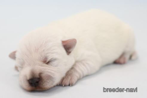 成約済の神奈川県のミックス犬-178332の7枚目