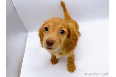 成約済の東京都のミニチュアダックスフンド(ロングヘアード)-175215の1枚目