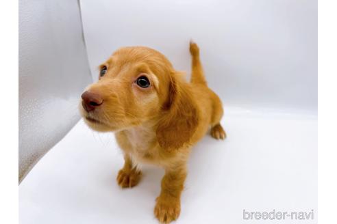 成約済の東京都のミニチュアダックスフンド(ロングヘアード)-175215の9枚目