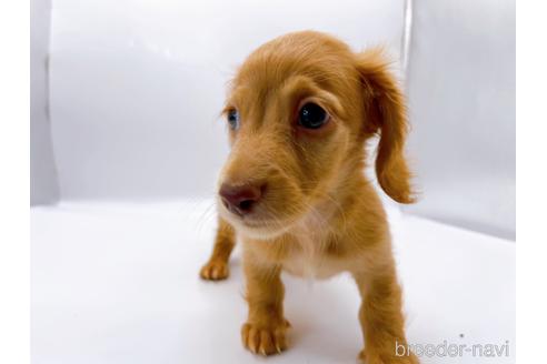 成約済の東京都のミニチュアダックスフンド(ロングヘアード)-175215の6枚目