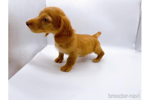 成約済の東京都のミニチュアダックスフンド(ロングヘアード)-175215の5枚目