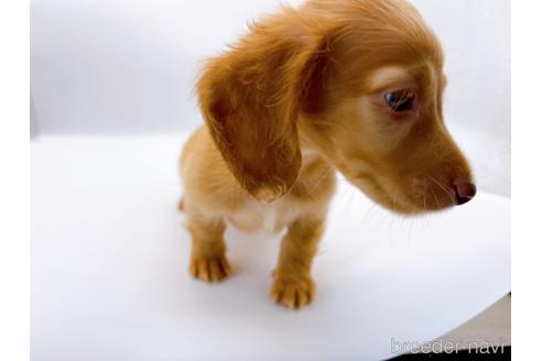 成約済の東京都のミニチュアダックスフンド(ロングヘアード)-175215の4枚目