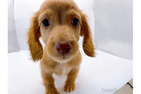 成約済の東京都のミニチュアダックスフンド(ロングヘアード)-175215の3枚目