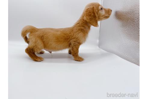 成約済の東京都のミニチュアダックスフンド(ロングヘアード)-175215の2枚目