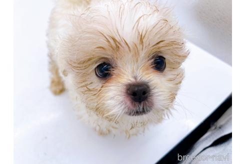 成約済の東京都のミックス犬-176122