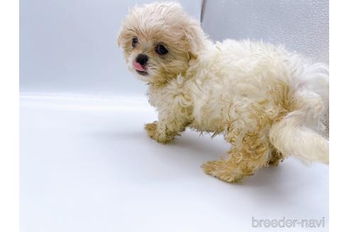 成約済の東京都のミックス犬-176122の2枚目