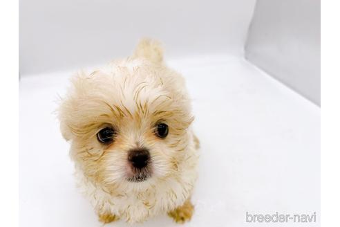 成約済の東京都のミックス犬-176122の3枚目