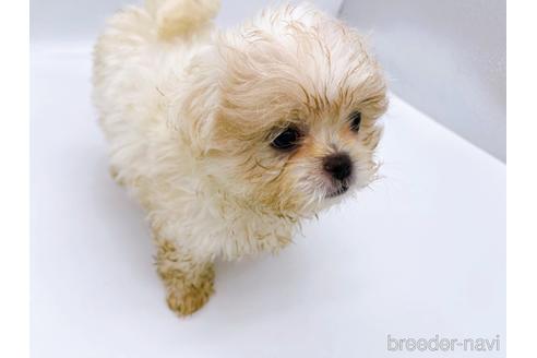 成約済の東京都のミックス犬-176122の4枚目