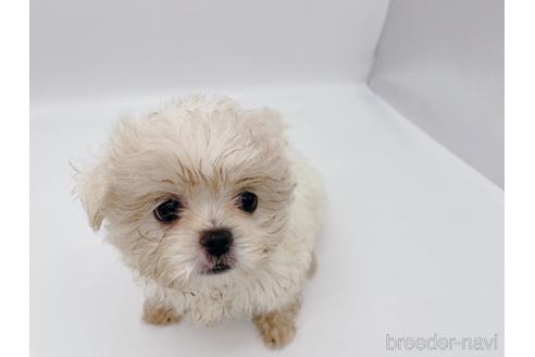 成約済の東京都のミックス犬-176122の5枚目