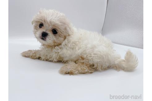 成約済の東京都のミックス犬-176122の6枚目