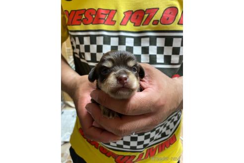 成約済の静岡県のチワックス:チワワ×ミニチュアダックスフンド-177429の5枚目