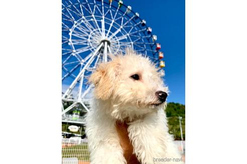 成約済の東京都のミックス犬-161295の8枚目