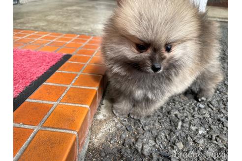 成約済の岐阜県のポメラニアン-177668の1枚目