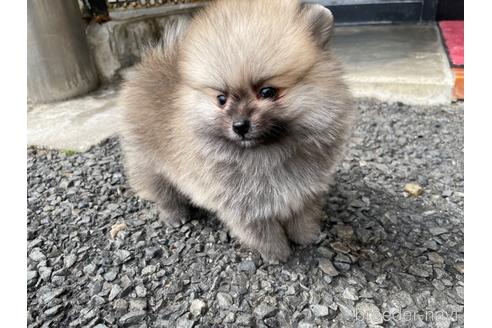 成約済の岐阜県のポメラニアン-177668の4枚目