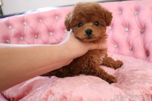 成約済の茨城県のタイニープードル-178431の8枚目