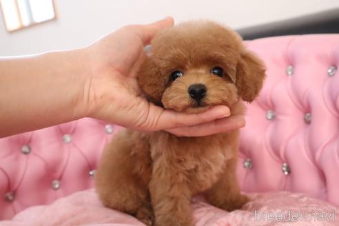 成約済の茨城県のタイニープードル-178432の18枚目
