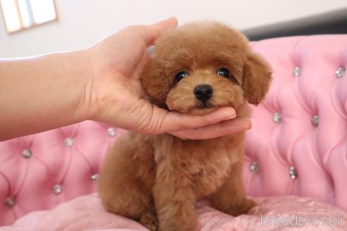 成約済の茨城県のタイニープードル-178432の17枚目