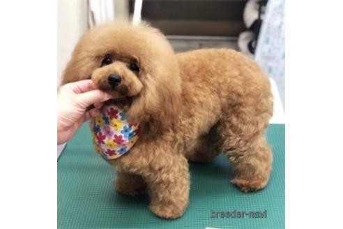 チルちゃん1枚目