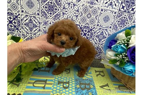 成約済の大阪府のタイニープードル-178492の1枚目